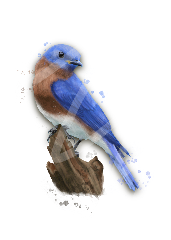 Eastern Bluebird mug