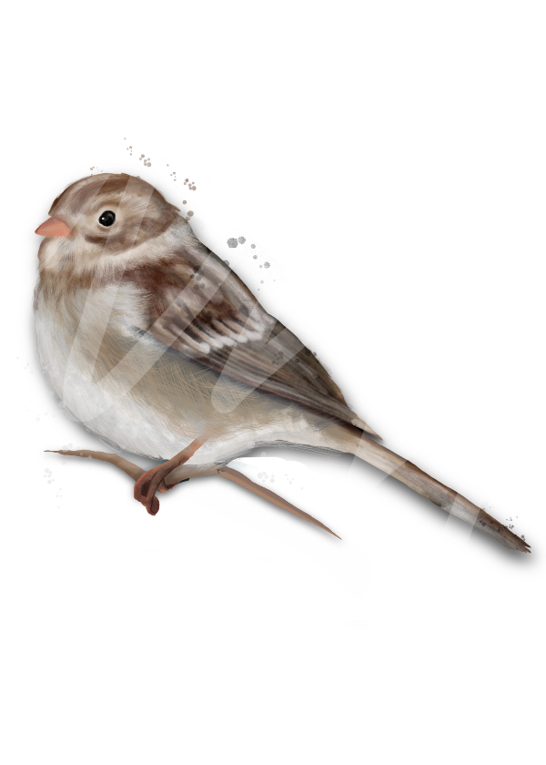 Field Sparrow mug