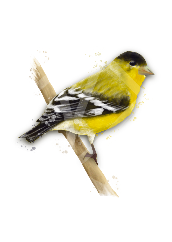 Lesser Goldfinch mug
