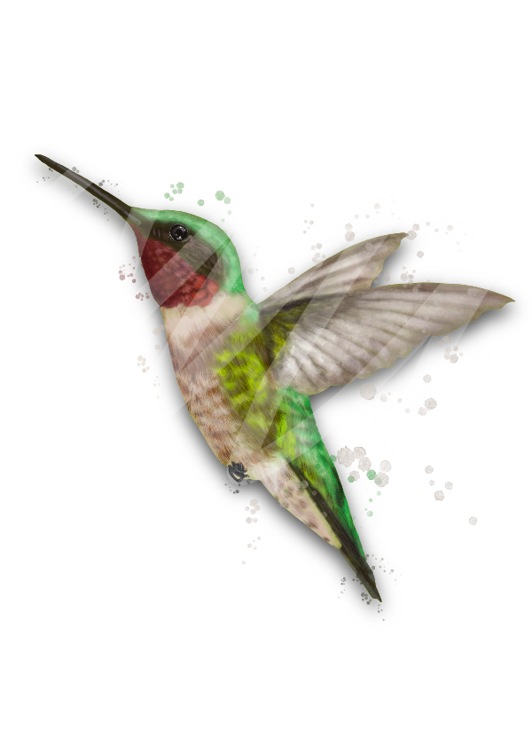 Ruby Throated Hummingbird mug