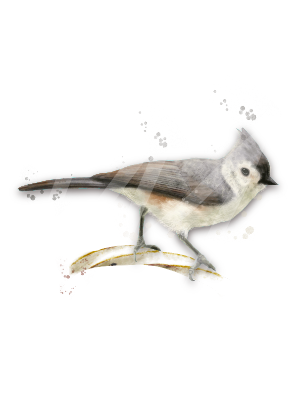 Tufted Titmouse mug